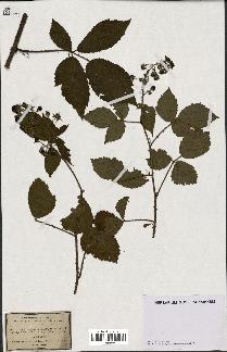 spécimen de Rubus mucronipetalus