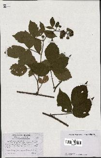 spécimen de Rubus hirtus