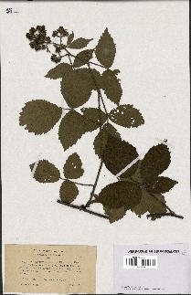 spécimen de Rubus hirtus