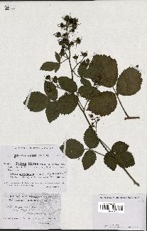 spécimen de Rubus hirtus