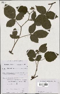 spécimen de Rubus hirtus