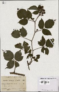 spécimen de Rubus hirtus