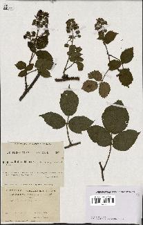 spécimen de Rubus hirtus