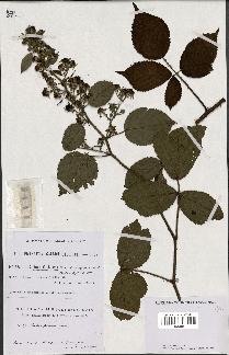 spécimen de Rubus foliosus