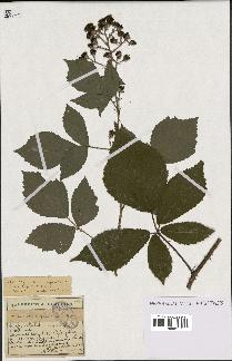 spécimen de Rubus mutabilis