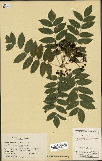 spécimen de Sorbus americana