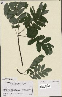 spécimen de Sorbus domestica