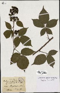 spécimen de Rubus sciaphilus