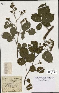 spécimen de Rubus clethrophilus