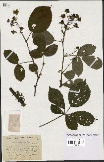 spécimen de Rubus clethrophilus