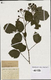 spécimen de Rubus clethrophilus