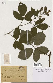 spécimen de Rubus gratus