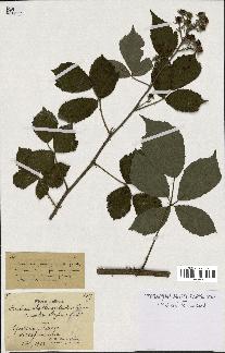 spécimen de Rubus clethrophilus