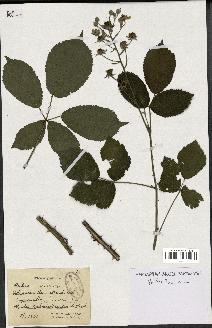 spécimen de Rubus clethrophilus