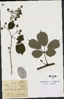 spécimen de Rubus clethrophilus