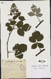 spécimen de Rubus radula