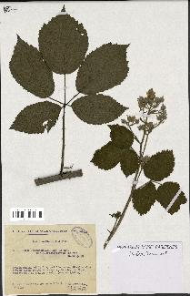 spécimen de Rubus chaerophyllus