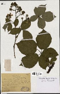 spécimen de Rubus gratus