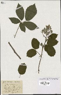 spécimen de Rubus chaerophyllus