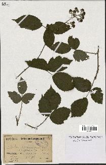 spécimen de Rubus tarnensis