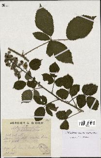 spécimen de Rubus hebecaulis