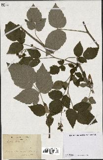 spécimen de Rubus idaeus