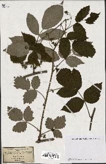 spécimen de Rubus idaeus