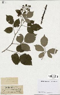 spécimen de Rubus bifrons