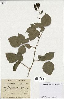 spécimen de Rubus hedycarpus