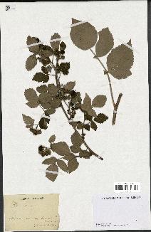 spécimen de Rubus idaeus