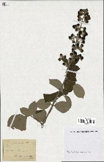 spécimen de Rubus sp.