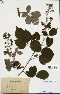 spécimen de Rubus rusticanus