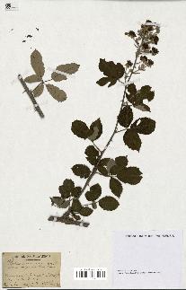 spécimen de Rubus rusticanus