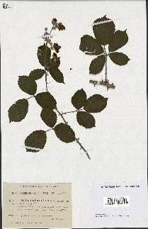 spécimen de Rubus ulmifolius