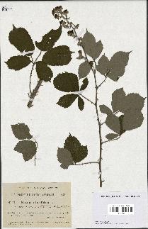 spécimen de Rubus ulmifolius