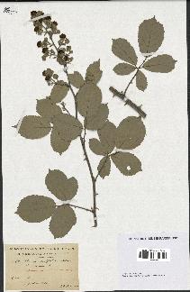 spécimen de Rubus ulmifolius