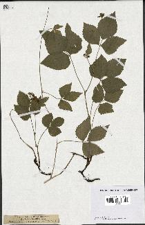 spécimen de Rubus saxatilis