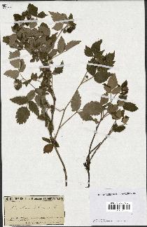 spécimen de Rubus idaeus