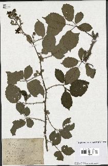 spécimen de Rubus rusticanus