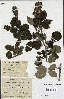 spécimen de Rubus ulmifolius