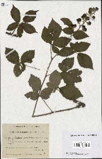 spécimen de Rubus ulmifolius
