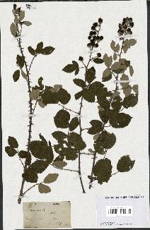 spécimen de Rubus rusticanus