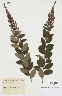 spécimen de Spiraea tomentosa