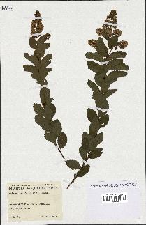 spécimen de Spiraea latifolia