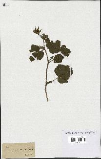 spécimen de Rubus sp.