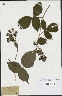 spécimen de Rubus sp.