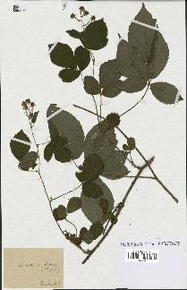 spécimen de Rubus sp.