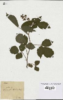 spécimen de Rubus sp.