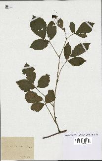spécimen de Rubus sp.