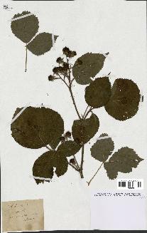 spécimen de Rubus sp.